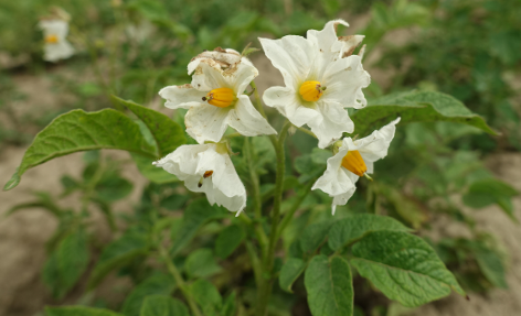 Bl�te von Kartoffelsorte Hansa