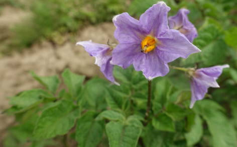 Bl�te von Kartoffelsorte Blue Danube