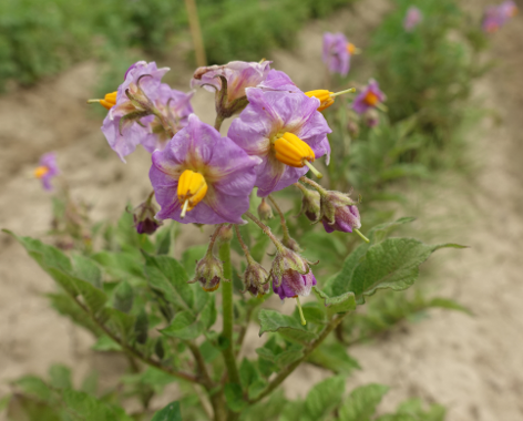 Bl�te von Kartoffelsorte Matilda