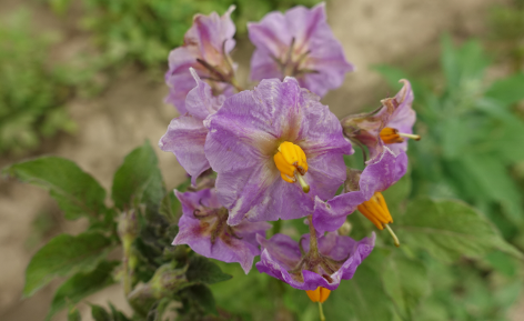 Bl�te von Kartoffelsorte Matilda