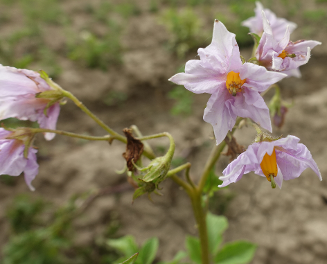 Bl�te von Kartoffelsorte Cielio