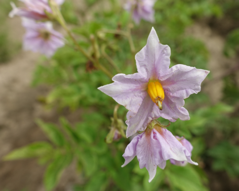 Bl�te von Kartoffelsorte Cielio