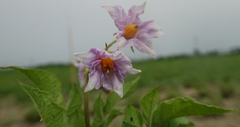 Bl�te von Kartoffelsorte Cielio