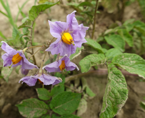 Bl�te von Kartoffelsorte Aceituna