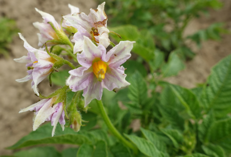 Bl�te von Kartoffelsorte Venusz Gold