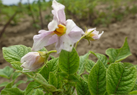 Bl�te von Kartoffelsorte NAM