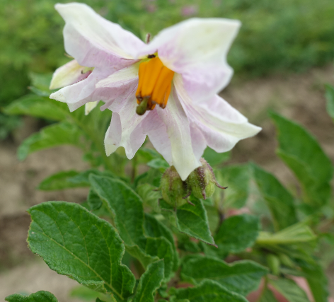 Bl�te von Kartoffelsorte Dicker Karl