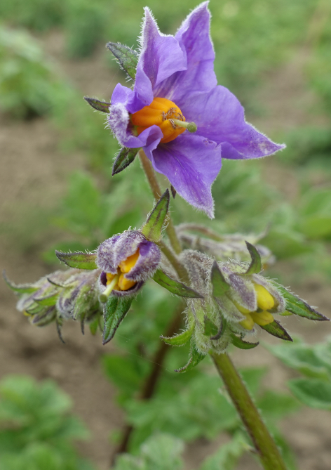 Bl�te von Kartoffelsorte Cilga