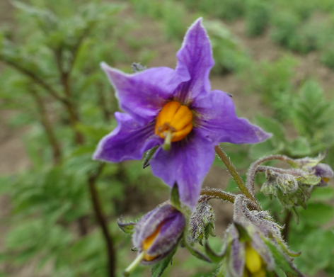 Bl�te von Kartoffelsorte Cilga