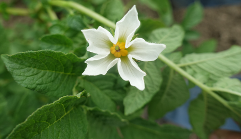 Bl�te von Kartoffelsorte Opperdoezer Ronde