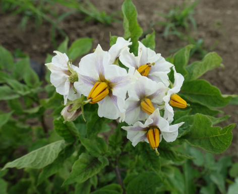 Bl�te von Kartoffelsorte Deutsche Violette