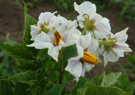 Bl�te von Kartoffelsorte Deutsche Violette