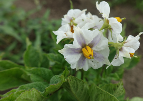 Bl�te von Kartoffelsorte Deutsche Violette