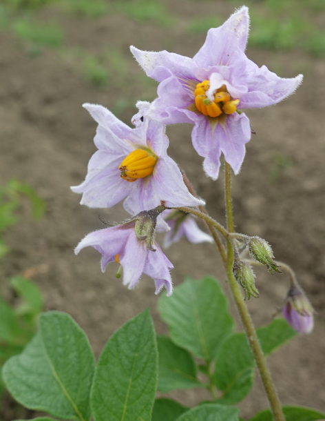 Bl�te von Kartoffelsorte H�rner Kamtschatka