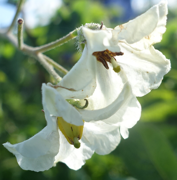 Bl�te von Kartoffelsorte Early Rose