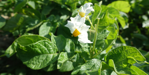 Bl�te von Kartoffelsorte Early Rose