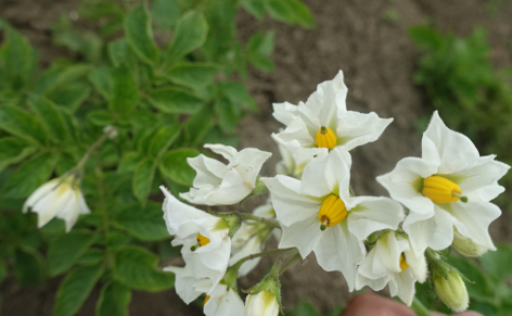 Bl�te von Kartoffelsorte Skerry Blue