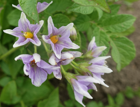 Bl�te von Kartoffelsorte Blue Belle