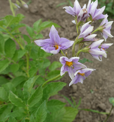 Bl�te von Kartoffelsorte Blue Belle