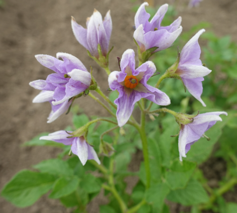 Bl�te von Kartoffelsorte Blue Belle