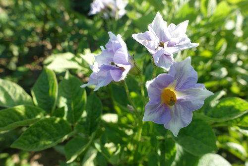 Bl�te von Kartoffelsorte Kasachstan