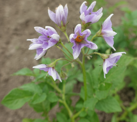 Bl�te von Kartoffelsorte Blue Belle