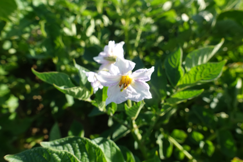 Bl�te von Kartoffelsorte Rotkehlchen