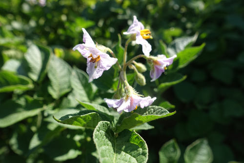 Bl�te von Kartoffelsorte Rotkehlchen