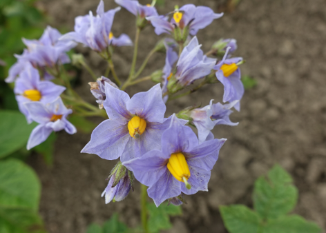 Bl�te von Kartoffelsorte aus Yanga