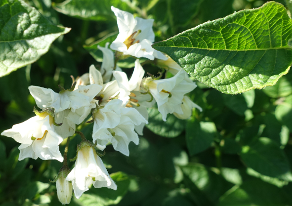 Bl�te von Kartoffelsorte Rosenerdling