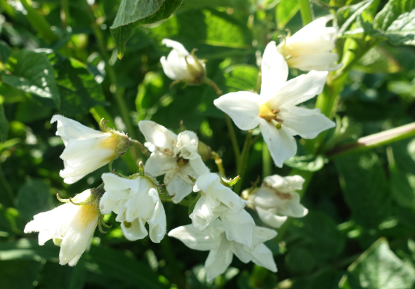 Bl�te von Kartoffelsorte Rosenerdling