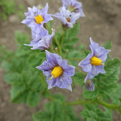 Bl�te von Kartoffelsorte aus Yanga