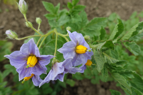 Bl�te von Kartoffelsorte aus Yanga