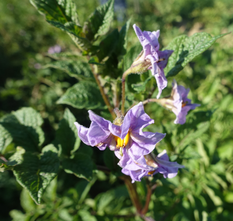 Bl�te von Kartoffelsorte Aceituna