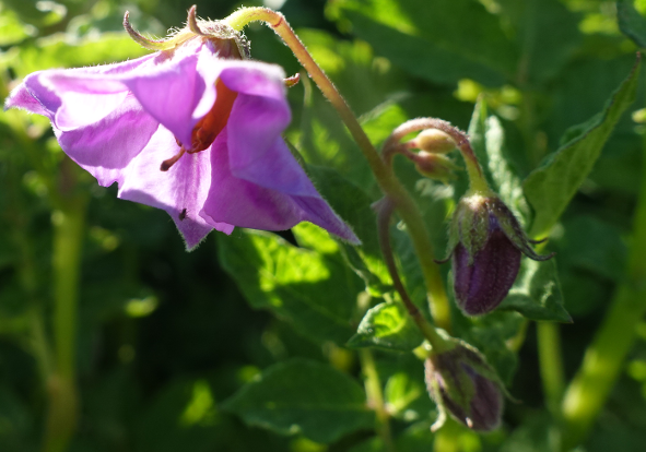 Bl�te von Kartoffelsorte Peruanita