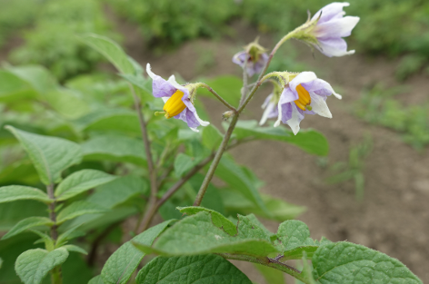 Bl�te von Kartoffelsorte Tomasa Negra