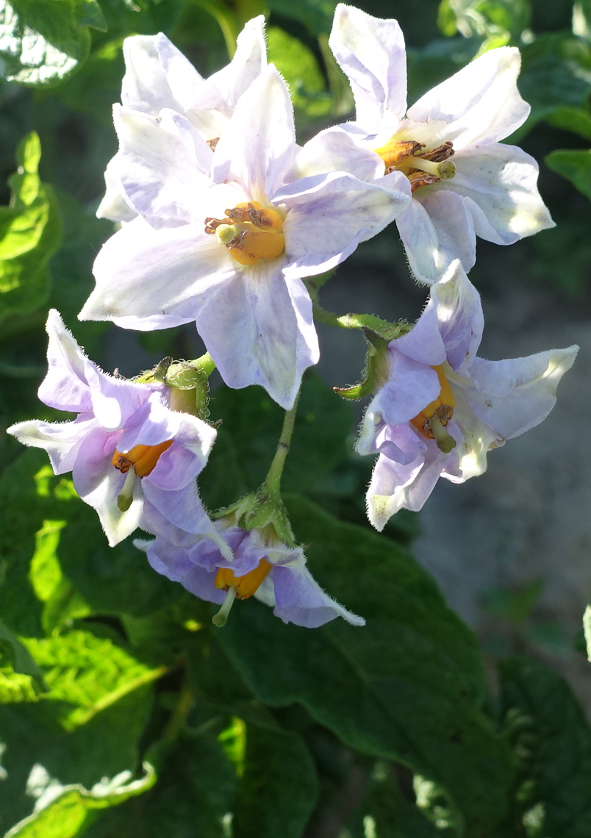 Bl�te von Kartoffelsorte Huevo