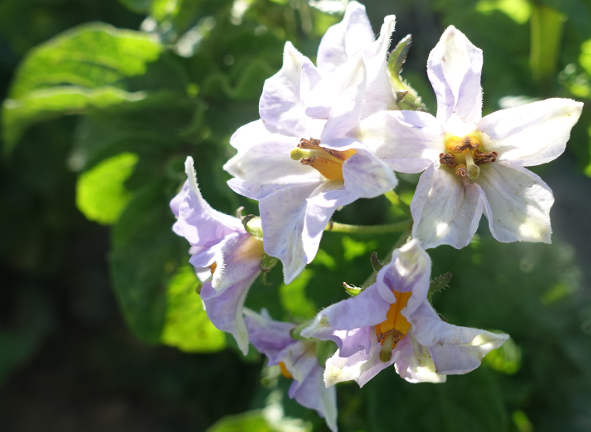 Bl�te von Kartoffelsorte Huevo