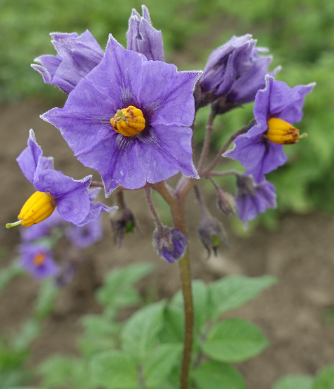 Bl�te von Kartoffelsorte Wildkartoffel Peru