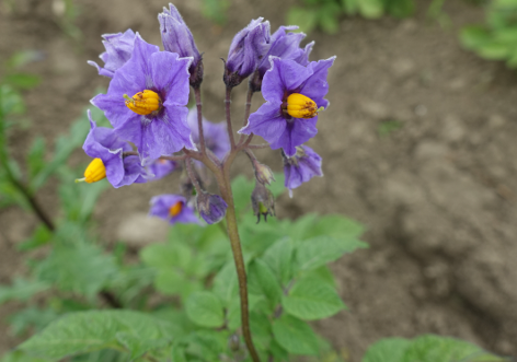 Bl�te von Kartoffelsorte Wildkartoffel Peru