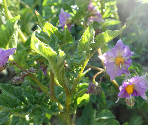 Bl�te von Kartoffelsorte Negra von Agocasa