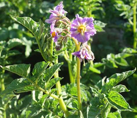 Bl�te von Kartoffelsorte Negra von Agocasa