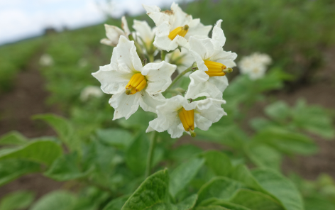 Bl�te von Kartoffelsorte Daku