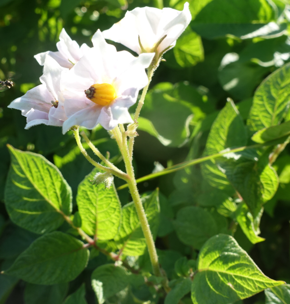 Bl�te von Kartoffelsorte Schweizer Hofsorte