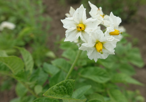 Bl�te von Kartoffelsorte Daku