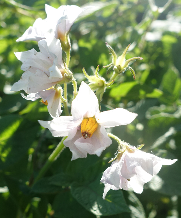Bl�te von Kartoffelsorte Schweizer Hofsorte