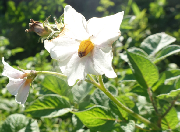 Bl�te von Kartoffelsorte Schweizer Hofsorte