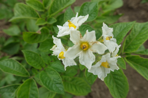 Bl�te von Kartoffelsorte Daku