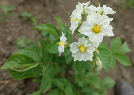 Bl�te von Kartoffelsorte Daku