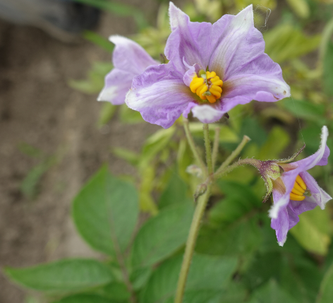 Bl�te von Kartoffelsorte Valfi